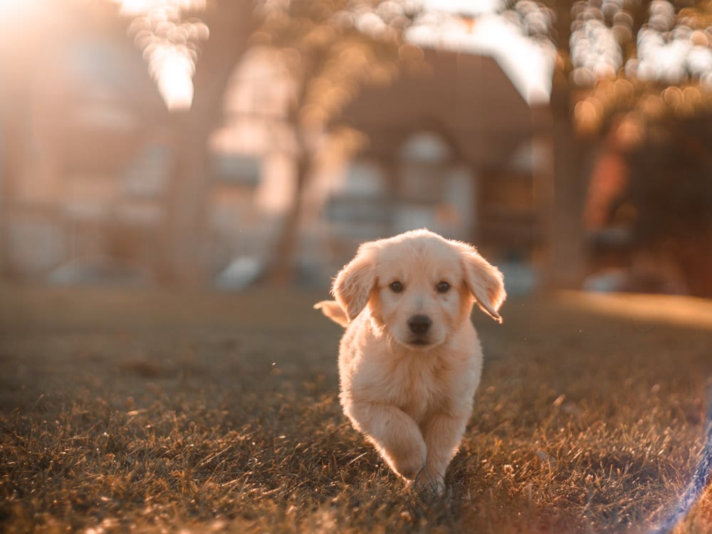 Filhote de golden retriever correndo na grama ao entardecer