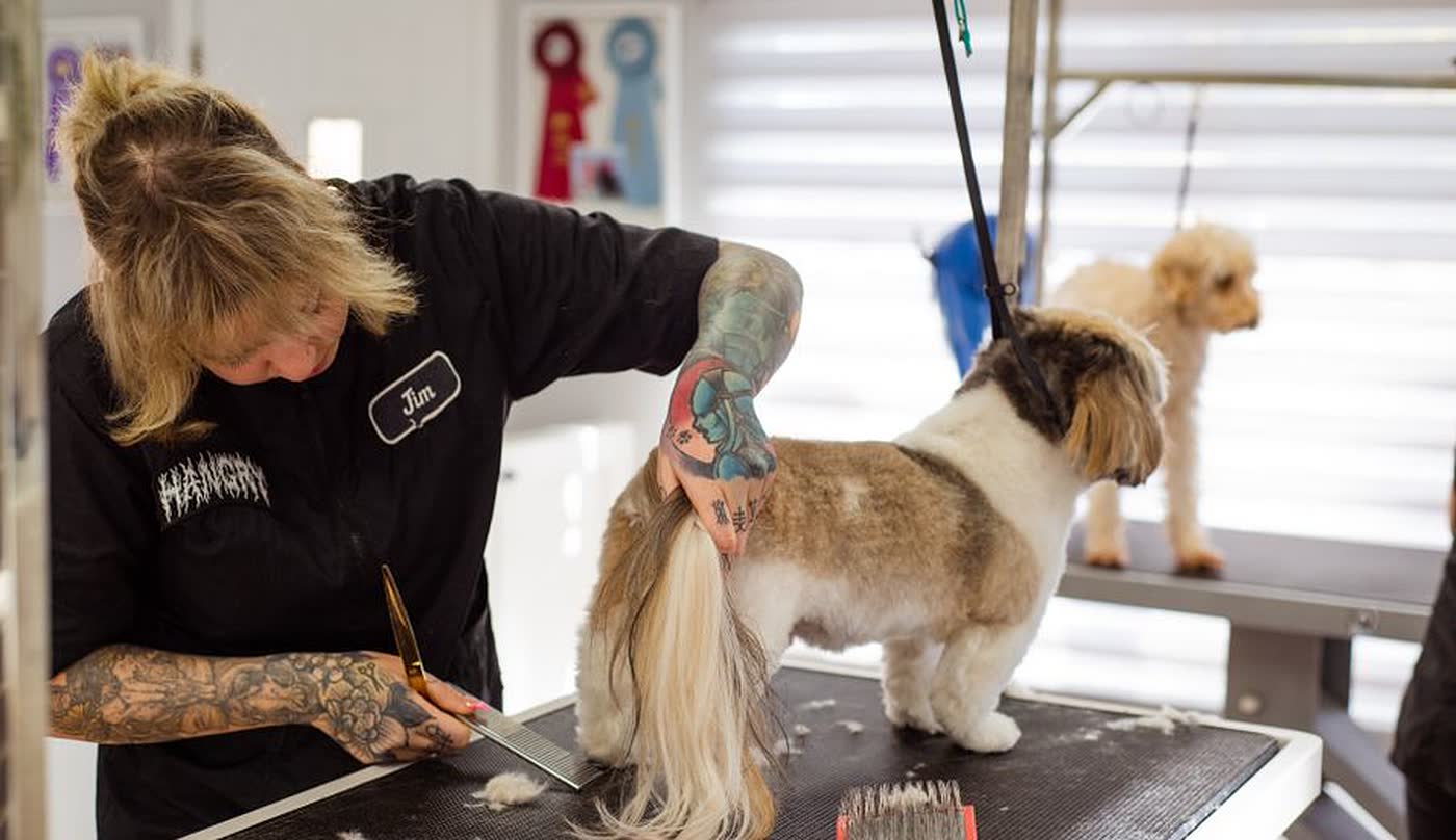 Tosadora finalizando a tosa de um shih tzu na mesa do petshop